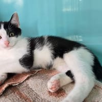 Benjamin, chat à adopter