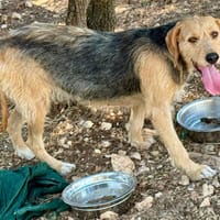 EMILIE, chienne à adopter
