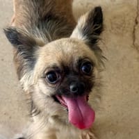 LUDMILA, chienne à adopter