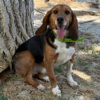 BRAILLAR (En cours d'adoption), chien à adopter