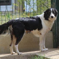 TIA, chienne à adopter
