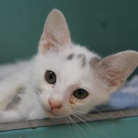 NEKO, chat à adopter