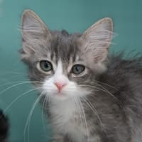 AKIRA, chatte à adopter