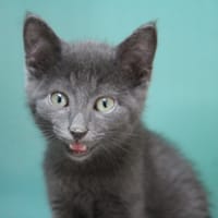GRISOU, chat à adopter