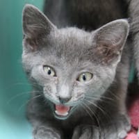 GRISETTE, chatte à adopter