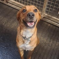 GALIPETTE, chienne à adopter