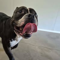 KIKI QCN, chien à adopter