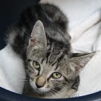 BLOOM, chat à adopter