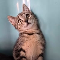 Marianne, chatte à adopter