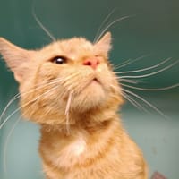 RON, chat à adopter
