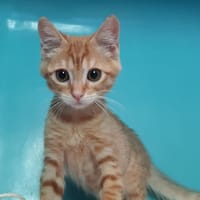Chifoumi, chat à adopter