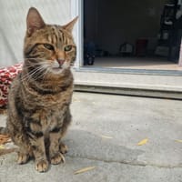 BLUE, chat à adopter