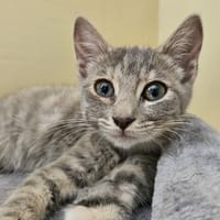 CHANTY, chatte à adopter