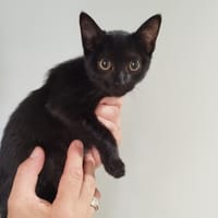 ALASKA, chatte à adopter