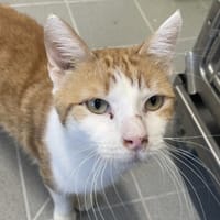 CHAI, chat à adopter