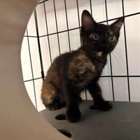 BOREE, chatte à adopter