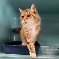 Camelia, chatte à adopter