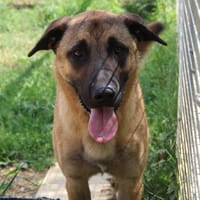 CHOKA, chien à adopter