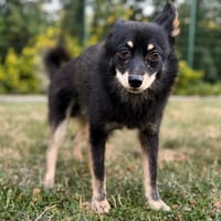 Flash CAA15652, chien à adopter