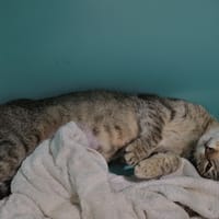 RAJAH, chatte à adopter