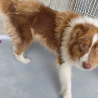 VANILLE, chienne à adopter