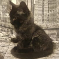 JUODA, chat à adopter