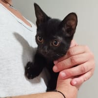 MIKADO, chat à adopter