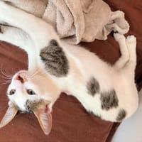 MILKA, chat à adopter