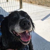 MERLIN, chien à adopter