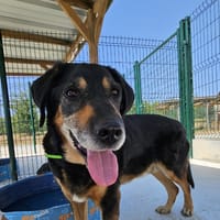 CHARON, chien à adopter