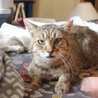BASILE PAB28989, chat à adopter