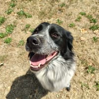 TEEYAH QCN, chienne à adopter