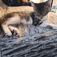 CHUNPI, chat à adopter