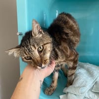 ALGOS, chat à adopter