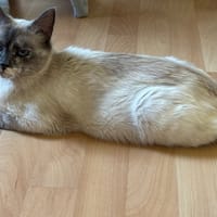 MADISON QCT, chatte à adopter