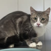 MERYL, chatte à adopter