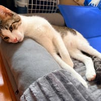 KITTO, chat à adopter