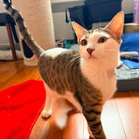 CARAMEL, chat à adopter