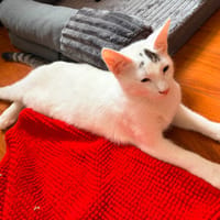 MOYA, chat à adopter