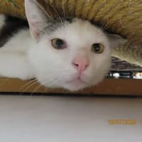 ADIBOU, chat à adopter