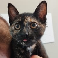 DAISY, chatte à adopter