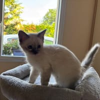 GAVOTTE QCT (j'ai trouvé ma famille), chatte à adopter