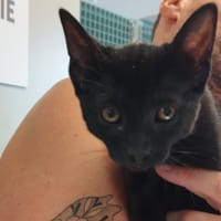 DIANA, chatte à adopter