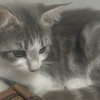 CHENA, chatte à adopter