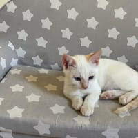 SIRTAKI QCT, chat à adopter