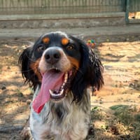 Aston, chien à adopter