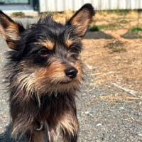 Riri, chien à adopter
