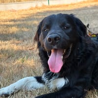 Bounty, chien à adopter