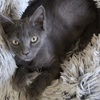 JAKE, chat à adopter