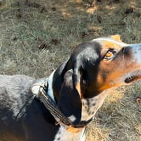 Spidey, chien à adopter